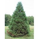 Куплю секвоядендрон велетенський Київ