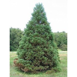 Куплю секвоядендрон велетенський Київ