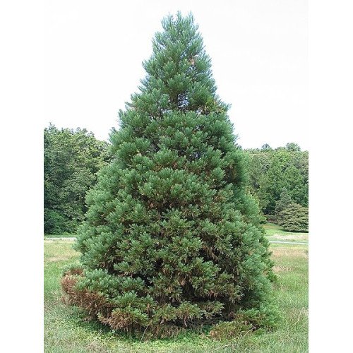 Куплю секвоядендрон велетенський Київ