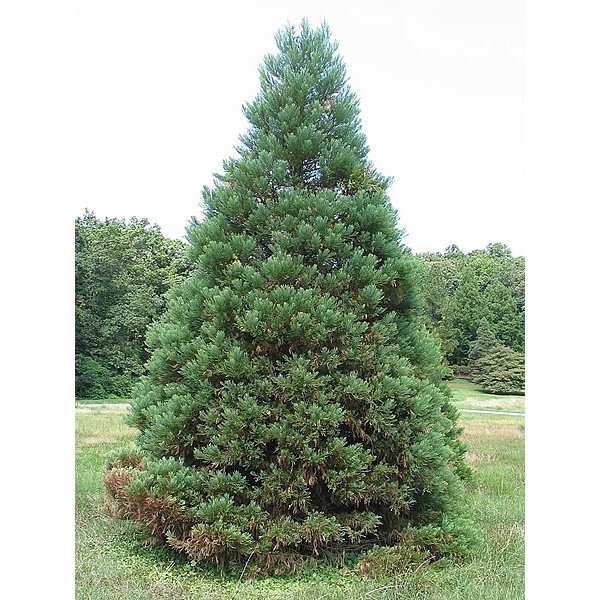 Куплю секвоядендрон велетенський Київ