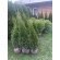 Купити Туя західна Smaragd 350 грн.